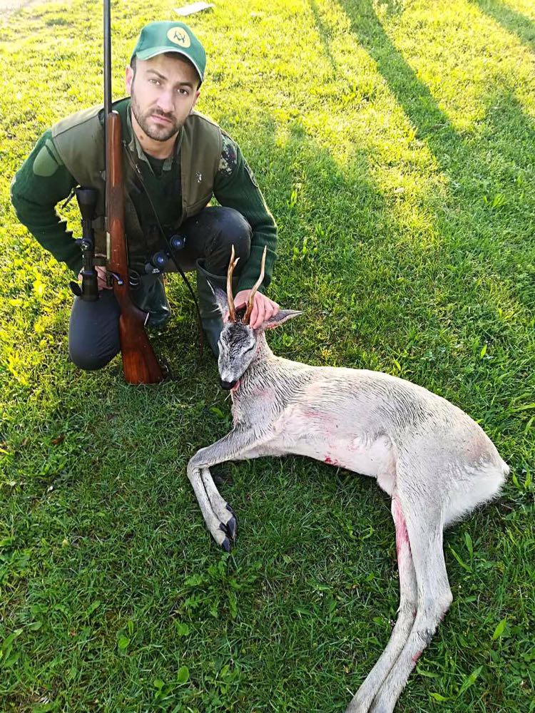 Albino srndać