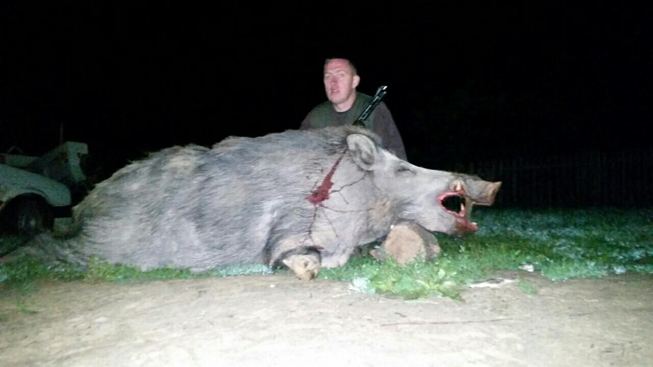Divlji vepar preko 200 kg, odstrel Gorana Kragovića 2016.