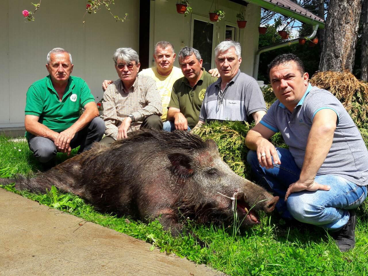 Divlji vepar preko 200 kg, odstrel Gorana Kragovića 2016.