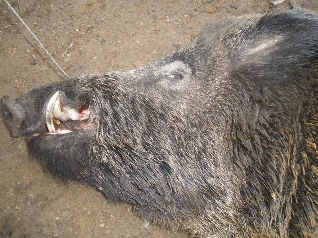 Lovačka sekcija "Parlog"