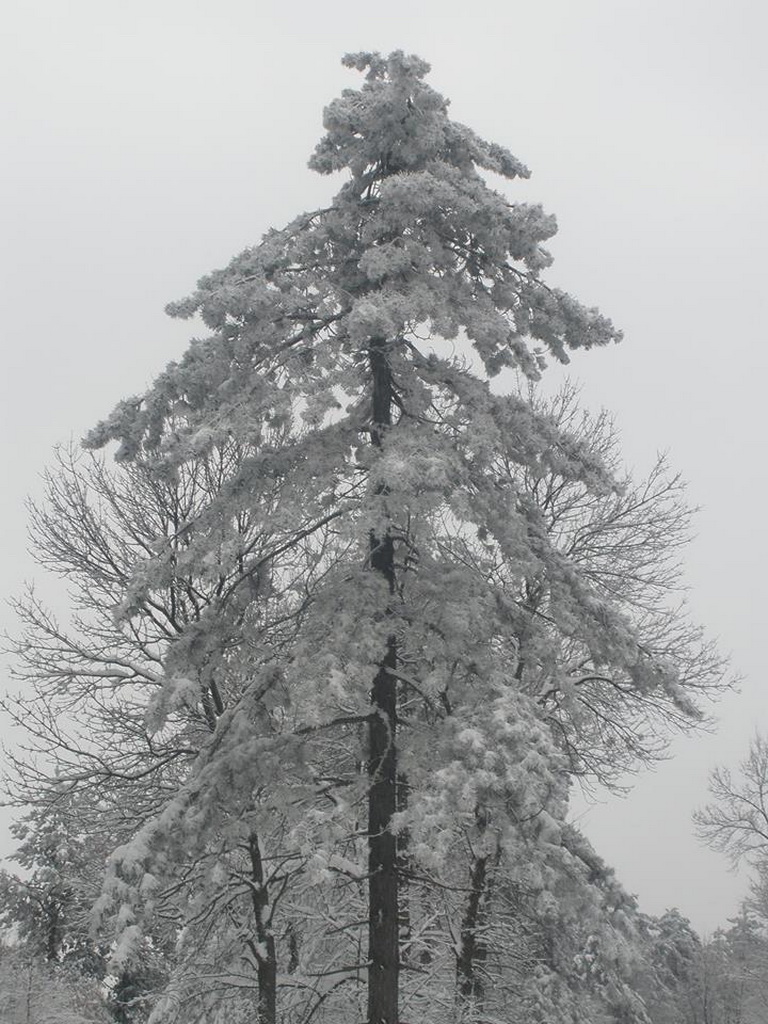Lovačka sekcija "Parlog"