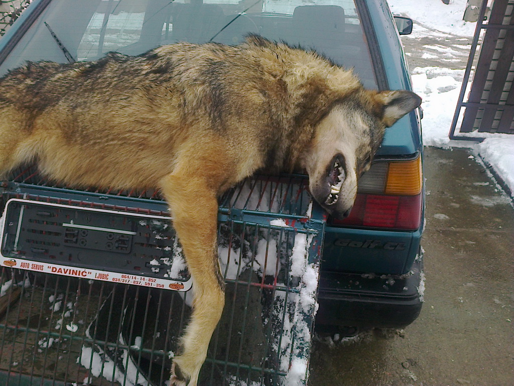 Vuk odstreljen u LU "Vrhovi" - Sjenica