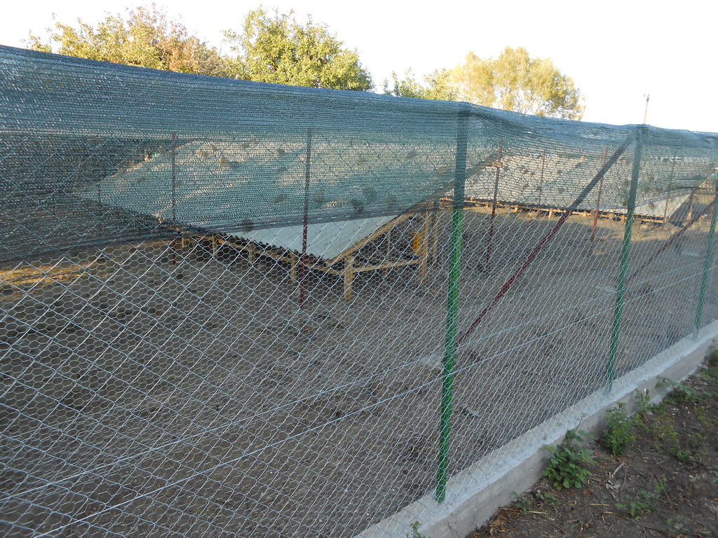 Volijera u Čumićima 2016.